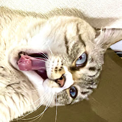 ねこチャックの日常