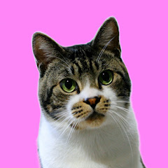 リキちゃんねる【ネコのリキ】