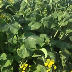 REVIEW PHIM TRỌN BỘ