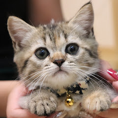 ぽんずちゃんねる