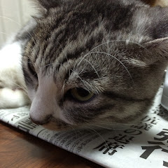 ゆーと（猫のふう、小太郎の動画を上げてます）