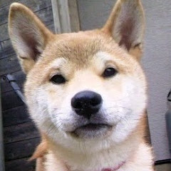 ワンの庭 柴犬隊