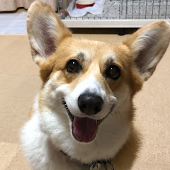 おもしろコーギー陽菜ちゃんねる
