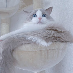 兎さんちのしらたまさん