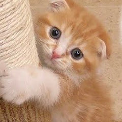 ヒカキンのまるお