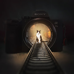 トドと愉快な仲間達