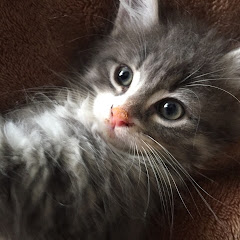 靴下を履くネコアオとウメとクウ