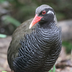 やんばるくいなのもりげ