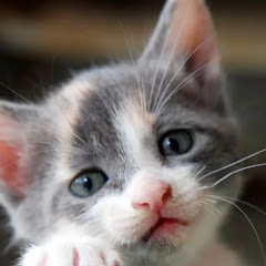 芸能人の感動エピソード集