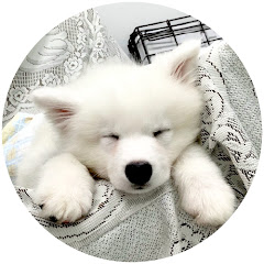 サモエドりんたろう