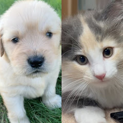 びすけ物語ゴールデンレトリバー