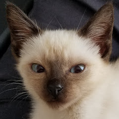 CatWoo(触れ合い猫動画)