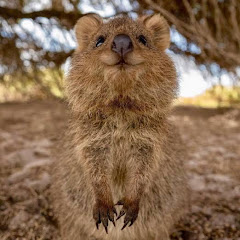 獣医師ヒデのポンコツ日記