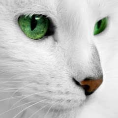 わいどチャンネル