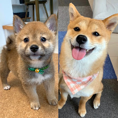 豆柴福ちゃん富くんFuku and Tom