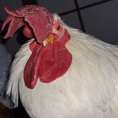 ぴよちゃん!ベルばら大好き