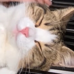 ネッコ見て癒されたから寝ます