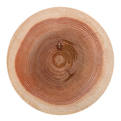 丸太は持ったな!!