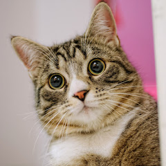 噂の政治の雑学図鑑