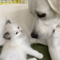 ベルとスノーとジンK2