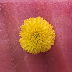 刺身タンポポ / 関西マニアックさんぽ